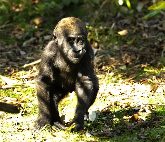 Lilly, An Endangered Western Lowland Gorilla, By: Gene Duncan Lilly, An Endangered Western Lowland Gorilla, By: Gene Duncan