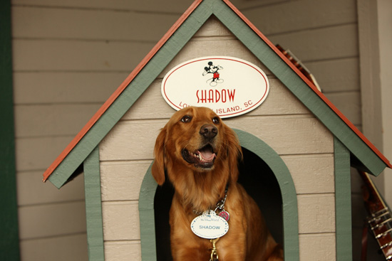 Shadow Greets Guests at Disney's Hilton Head Island Resort