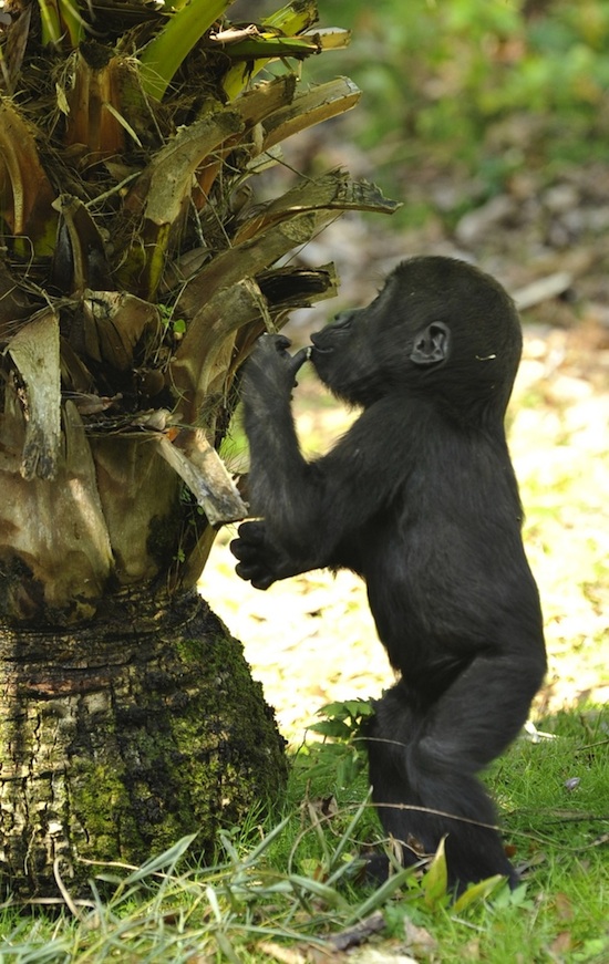 Lilly, An Endangered Western Lowland Gorilla, By: Gene Duncan Lilly, An Endangered Western Lowland Gorilla, By: Gene Duncan
