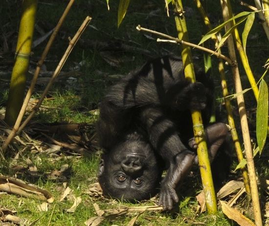 Lilly, An Endangered Western Lowland Gorilla, By: Gene Duncan Lilly, An Endangered Western Lowland Gorilla, By: Gene Duncan