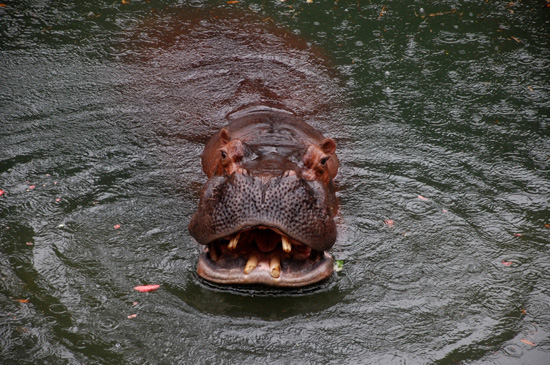 A Hippo on the Wild Africa Trek at Disney's Animal Kingdom