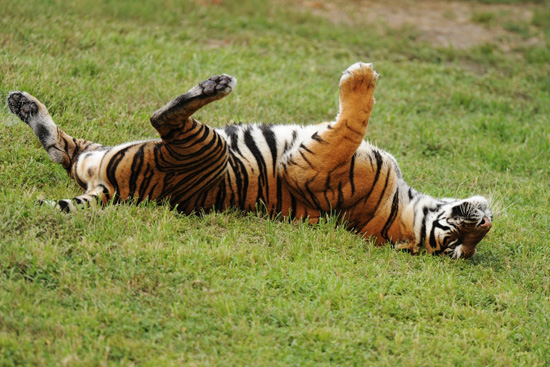Tigers at Disney's Animal Kingdom