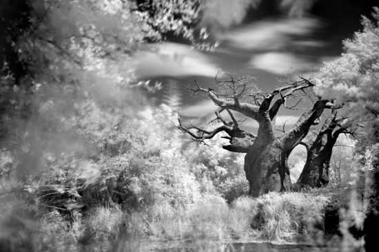 More Than Meets the Eye at Disney's Animal Kingdom
