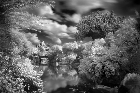 Expedition Everest and the Tree of Life at Disney's Animal Kingdom