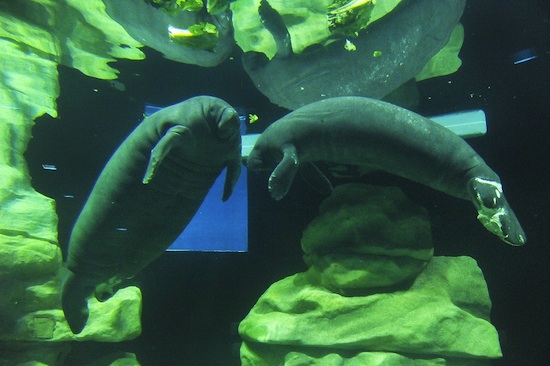 Manatees at The Seas with Nemo & Friends, Vail and Lou (Photo by Gene Duncan) Manatees at The Seas with Nemo & Friends, Vail and Lou (Photo by Gene Duncan)