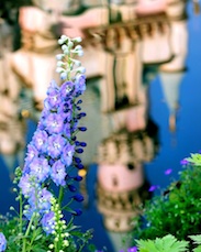 Springtime in Disneyland Park By: Paul Hiffmeyer