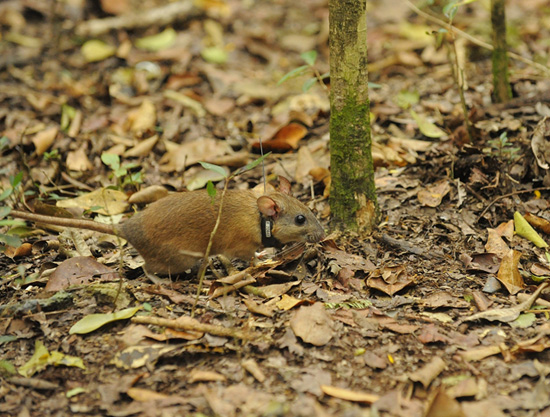 Key Largo Woodrat Key Largo Woodrat
