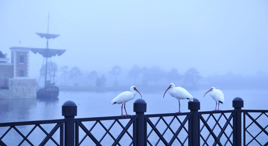 A Foggy Morning at Epcot