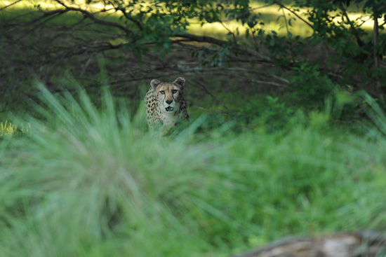 A Cheetah at Disney's Animal Kingdom A Cheetah at Disney's Animal Kingdom
