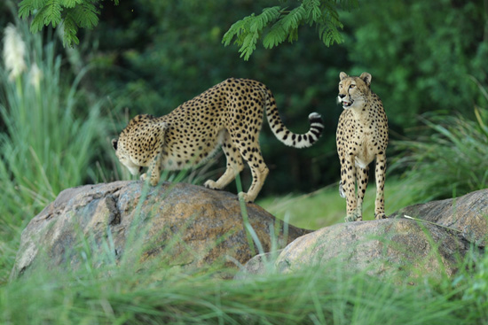 Cheetahs at Disney's Animal Kingdom Cheetahs at Disney's Animal Kingdom