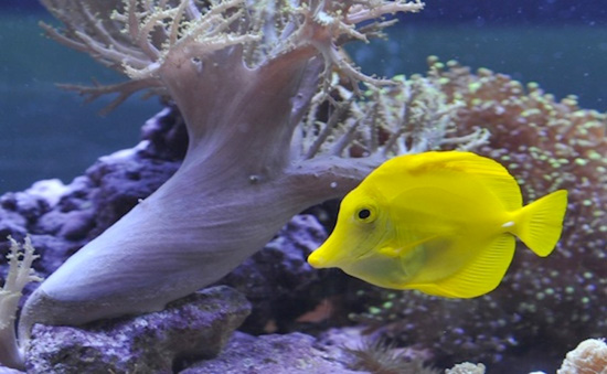 Discover Creatures of the Sea at the “Nemo Module” Discover Creatures of the Sea at the “Nemo Module”