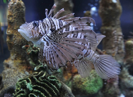 Discover Creatures of the Sea at the “Nemo Module” Discover Creatures of the Sea at the “Nemo Module”