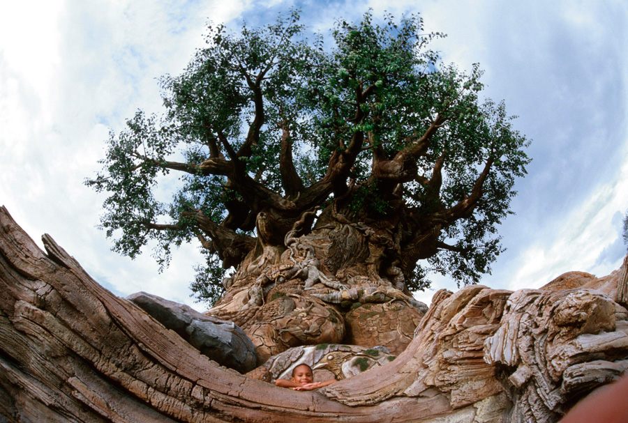 The Tree of Life at Disney's Animal Kingdom The Tree of Life at Disney's Animal Kingdom