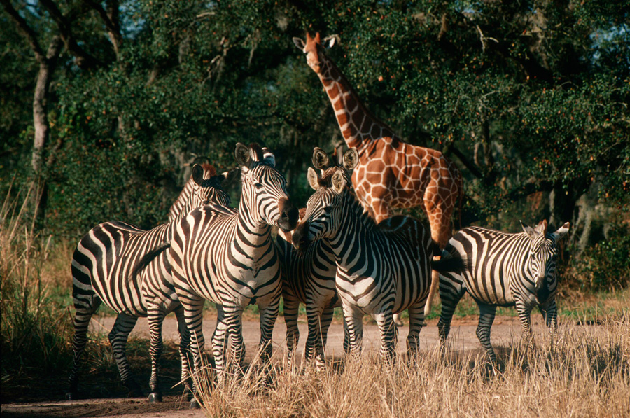 Animals at Disney's Animal Kingdom Animals at Disney's Animal Kingdom