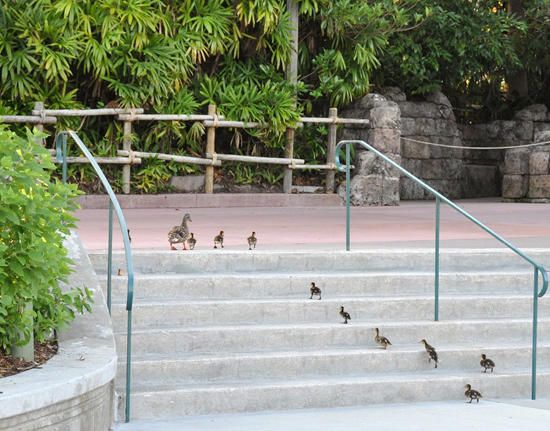 Ducks in a Row at Disney’s Hollywood Studios Ducks in a Row at Disney’s Hollywood Studios