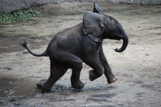 Baby Elephant Luna at Disney's Animal Kingdom Baby Elephant Luna at Disney's Animal Kingdom