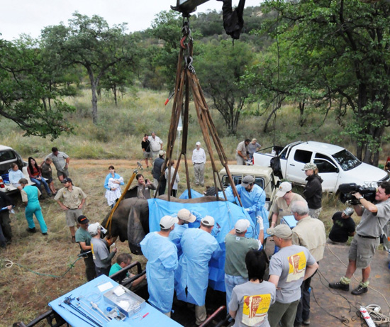 Disney Elephant Conservation Efforts Disney Elephant Conservation Efforts