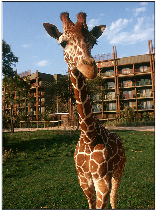 This Day In Disney History: Disney’s Animal Kingdom Lodge Turns 10