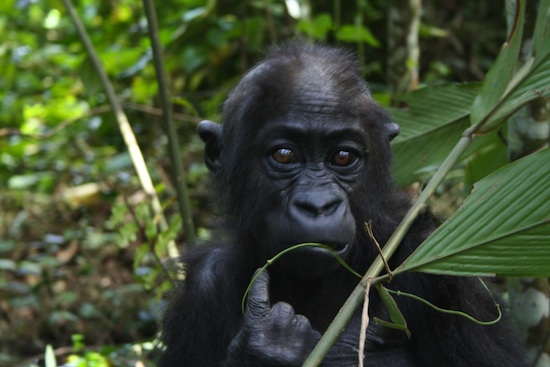 Wildlife Wednesdays: Protecting Wildlife and Nature in Africa: Gorillas Wildlife Wednesdays: Protecting Wildlife and Nature in Africa: Gorillas