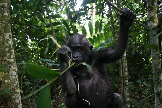 Gorilla at Disney's Animal Kingdom Gorilla at Disney's Animal Kingdom