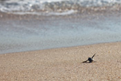 Sea Turtles at Disney's Vero Beach Resort