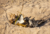 Sea Turtles at Disney's Vero Beach Resort