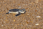 Sea Turtles at Disney's Vero Beach Resort