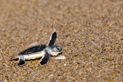 Sea Turtles at Disney's Vero Beach Resort