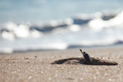 Sea Turtles at Disney's Vero Beach Resort