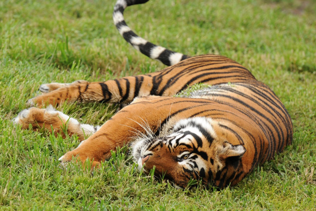 Tigers at Disney's Animal Kingdom