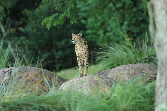 Cheetah at Disney's Animal Kingdom