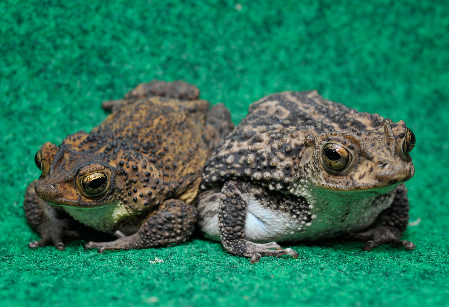 Puerto Rican Toads at Disney's Animal Kingdom Puerto Rican Toads at Disney's Animal Kingdom