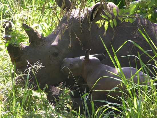 White Rhinos at Disney’s Animal Kingdom White Rhinos at Disney’s Animal Kingdom