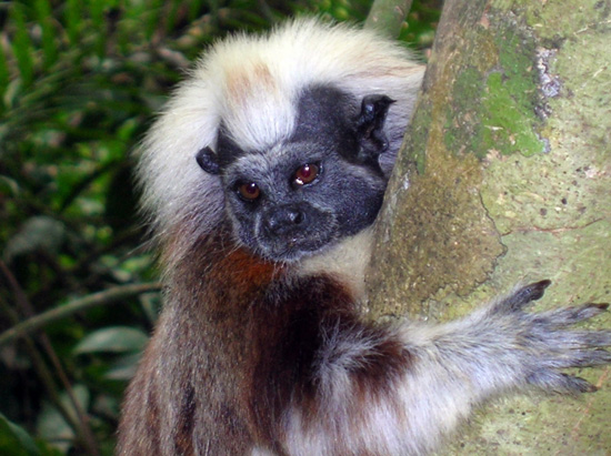 Wildlife Wednesdays: Do the Cotton-Top Tamarin Dance at Disney’s Animal Kingdom
