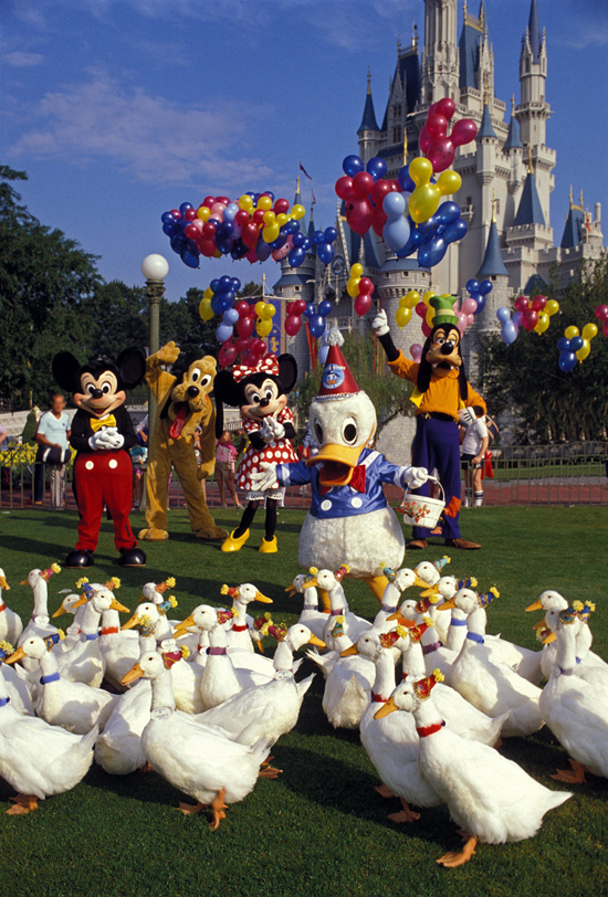 Caption This: Donald Throws a Party Walt Disney World Resort Caption This: Donald Throws a Party at Walt Disney World Resort