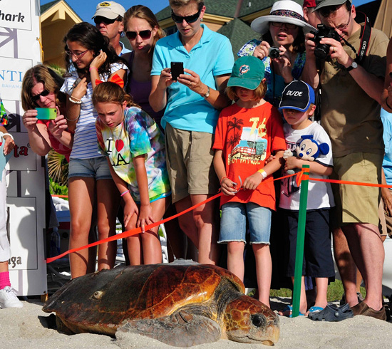 Wildlife Wednesdays: Sea Turtles Get Huge Send-off from Disney’s Vero Beach Resort Guests