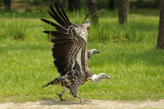 Vultures, Mowgli’s Pals in The Jungle Book, Are Friends of the Environment Too Vultures, Mowgli’s Pals in The Jungle Book, Are Friends of the Environment Too
