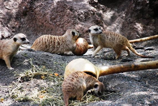 Meerkats at Disney's Animal Kingdom
