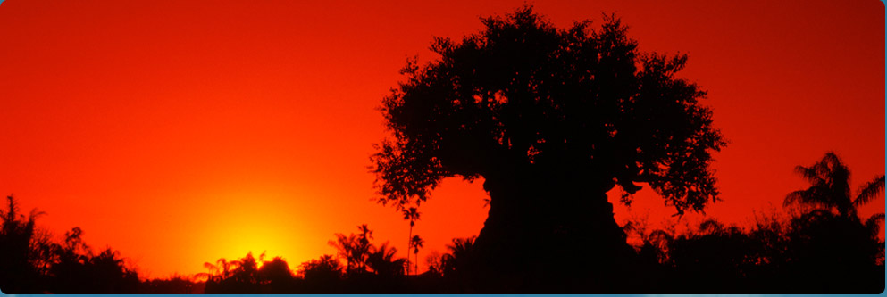 Sunset Over the Tree of Life at Disney's Animal Kingdom