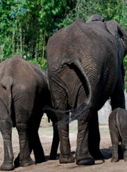 Baby Elephants Jabali and Luna Are Becoming the Best of Friends at Disney's Animal Kingdom Baby Elephants Jabali and Luna Are Becoming the Best of Friends at Disney's Animal Kingdom