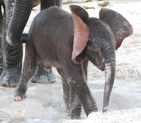 Baby Elephants Jabali and Luna Are Becoming the Best of Friends at Disney's Animal Kingdom Baby Elephants Jabali and Luna Are Becoming the Best of Friends at Disney's Animal Kingdom