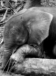 Baby Elephants Jabali and Luna Are Becoming the Best of Friends at Disney's Animal Kingdom Baby Elephants Jabali and Luna Are Becoming the Best of Friends at Disney's Animal Kingdom