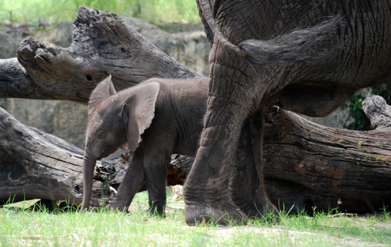 Baby Elephants Jabali and Luna Are Becoming the Best of Friends at Disney's Animal Kingdom Baby Elephants Jabali and Luna Are Becoming the Best of Friends at Disney's Animal Kingdom
