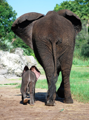 Baby Elephants Jabali and Luna Are Becoming the Best of Friends at Disney's Animal Kingdom Baby Elephants Jabali and Luna Are Becoming the Best of Friends at Disney's Animal Kingdom