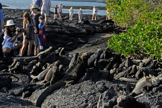 Come Face-to-Face with Marine Iguanas as You Explore the Galapagos Islands with Adventures by Disney