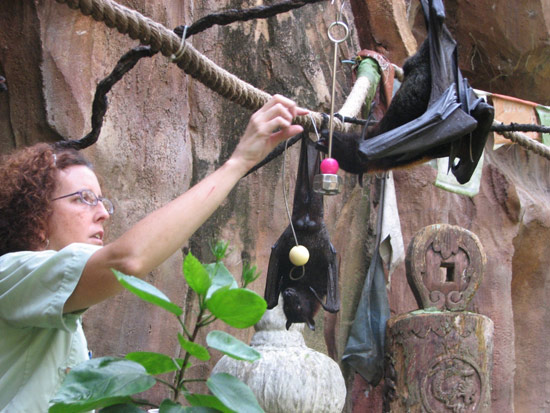 Wildlife Wednesdays: Disney’s Animal Kingdom Goes to Bat for Bats on October 26
