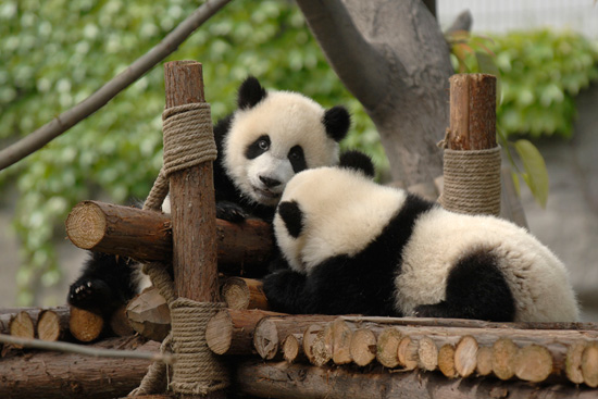 Experience China’s Living Wonders With Adventures by Disney