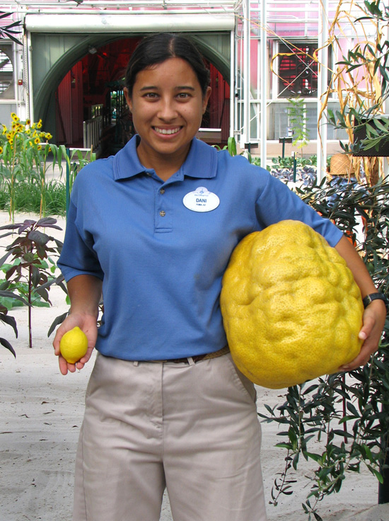 Plant Science Intern Dani at Epcot Holds a 'Normal-Sized' and 15lb Lemon in her Hands Plant Science Intern Dani at Epcot Holds a 'Normal-Sized' and 15lb Lemon in her Hands