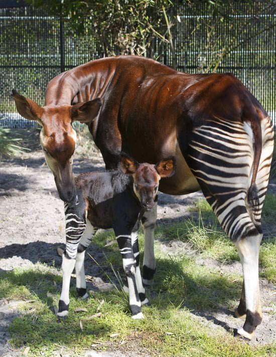 The Female Calf Bonding with Her Mom