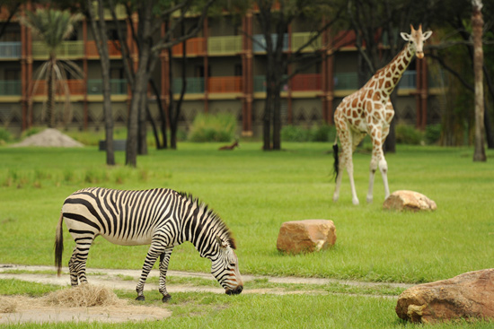 Hartmann’s Mountain Zebras at Disney’s Animal Kingdom